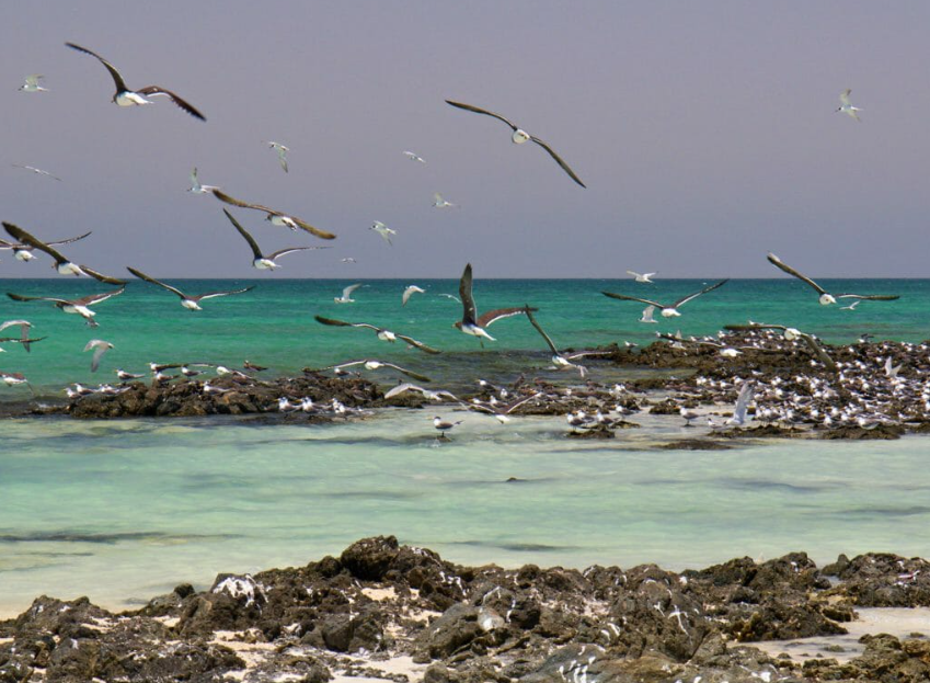 Masirah Island, Al Wusta Region, Oman